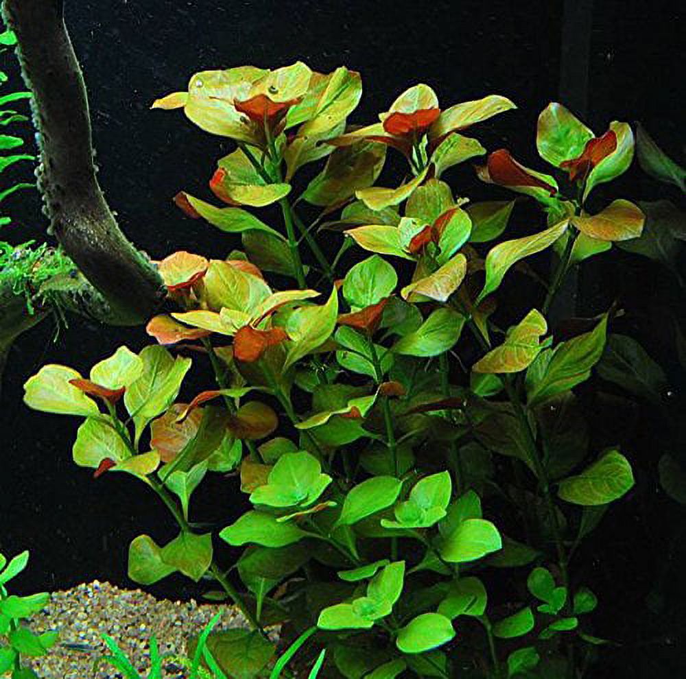 15+ Stems - 3 Kinds - Anacharis, Rotala Indica, Ludwigia Repens
