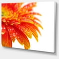 thumbnail image 1 of Designart - Orange Gerbera with Raindrops - Floral Canvas Art Print, 1 of 2