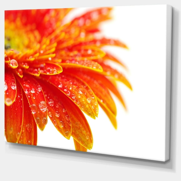 Designart - Orange Gerbera with Raindrops - Floral Canvas Art Print