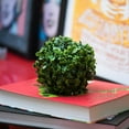 thumbnail image 5 of Vickerman 5" Artificial Mini Button Leaf Ball UV, Set of 4, 5 of 5
