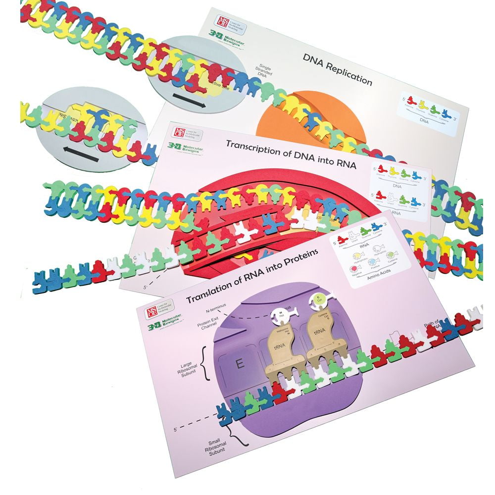 Flow Of Genetic Information Kit - Walmart.com