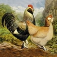 thumbnail image 4 of Lewis Wright 20x20 Black Modern Wood Framed Wall Art Titled - Chickens: Salmon Faverolles, 4 of 6