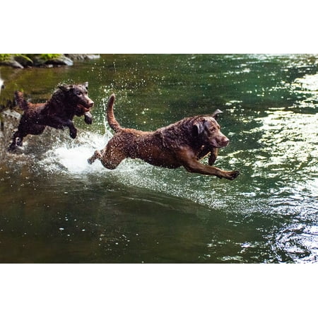 - Laminated Poster Pets Water Dogs Chesapeake Bay Retriever Poster Print 11 x 17