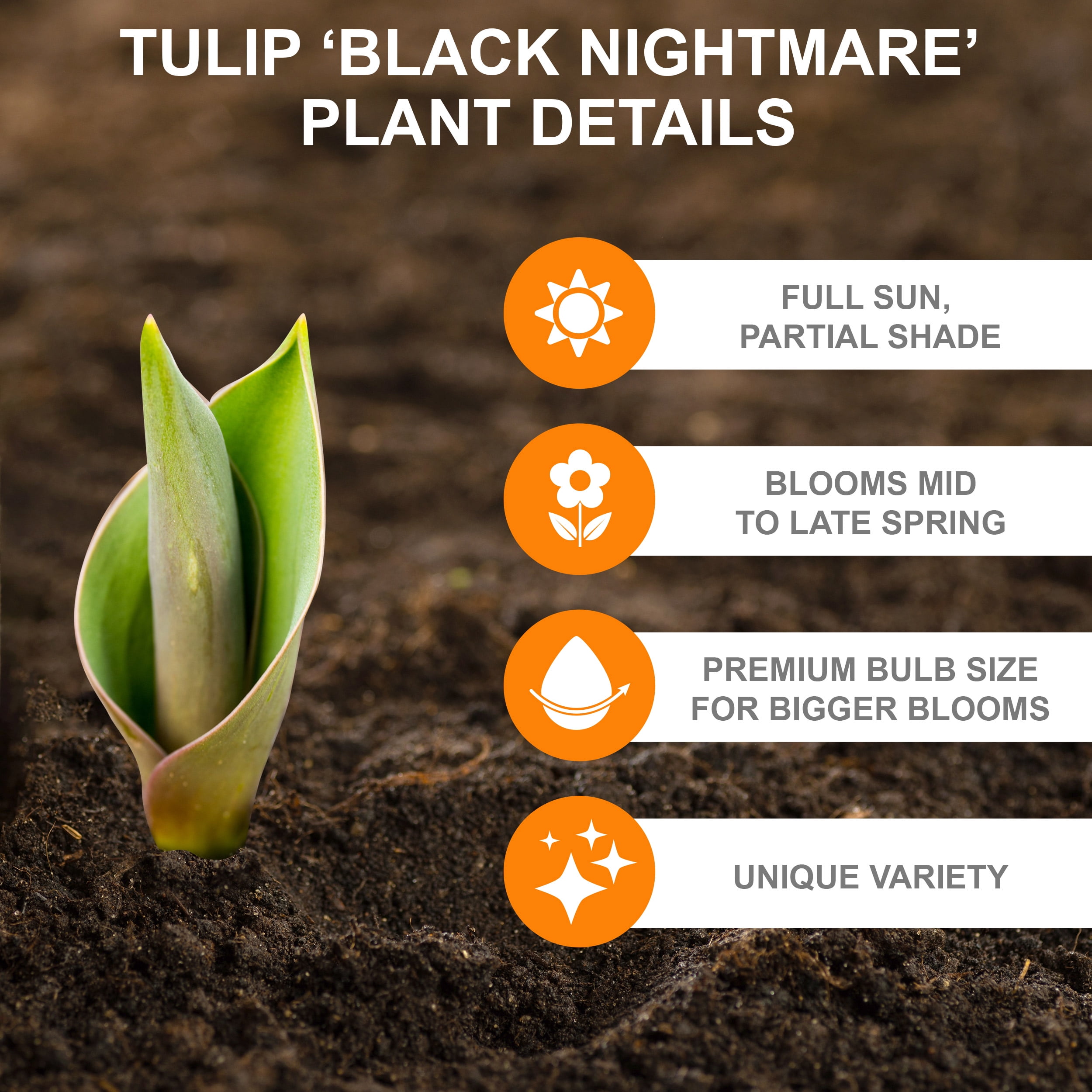 Garden State Bulb Hybrid Black Nightmare® Single Late Tulip Bulbs, 12/+ cm (Bag of 5)