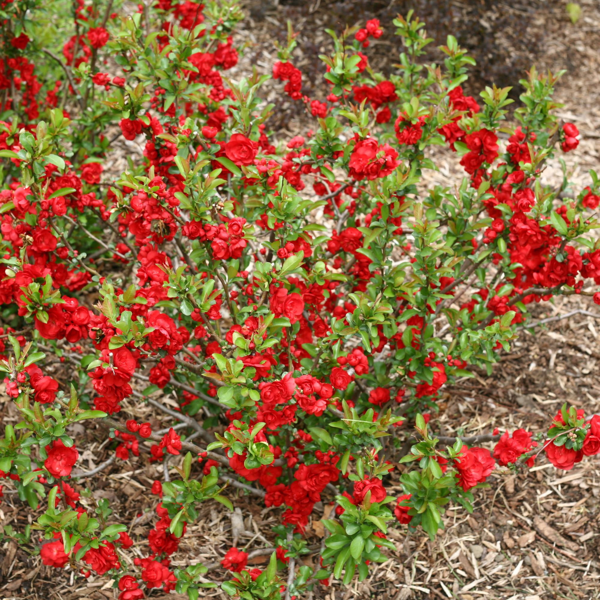 Proven Winners ColorChoice 5" Red Double Take Scarlet Quince Live Plant in 4.5" Pot (4 Count)