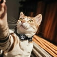 thumbnail image 2 of Adjustable Polka Dot Pet Collar with Bow – Lightweight Cat Collar Compatible with Tracking Device, Soft Polyester, Black, 2 of 6