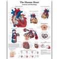 thumbnail image 1 of HD Human Anatomy Organ Pipe Canvas Art - Remastered Flannel Anime, In Stock, 14+, CE, 1 of 9