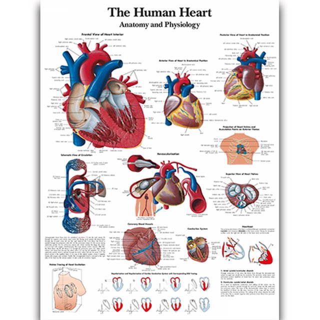 HD Human Anatomy Organ Pipe Canvas Art - Remastered Flannel Anime, In Stock, 14+, CE