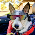 thumbnail image 5 of Dog Goggles, Eye Protection for Small Dog Sunglasses Waterproof Windproof UV Protection with Adjustable Strap, 5 of 5