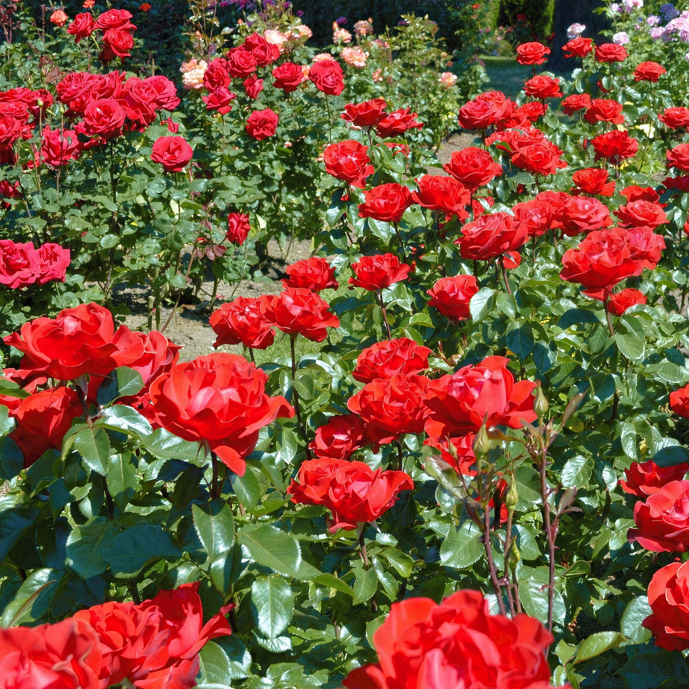 National Plant Network Bare Root Rose Arctic Flame with Red Flowers (5-pack)