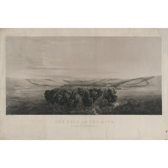 Print: The Herd On The Move, 1862