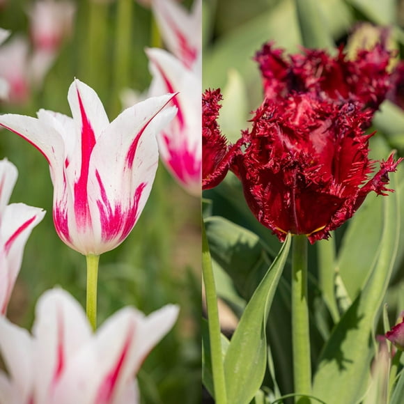 TASC Tulip Flower Bulbs-Tulip Lily Flowered and Fringed- Marilyn and Verscasi (20 Bulbs)