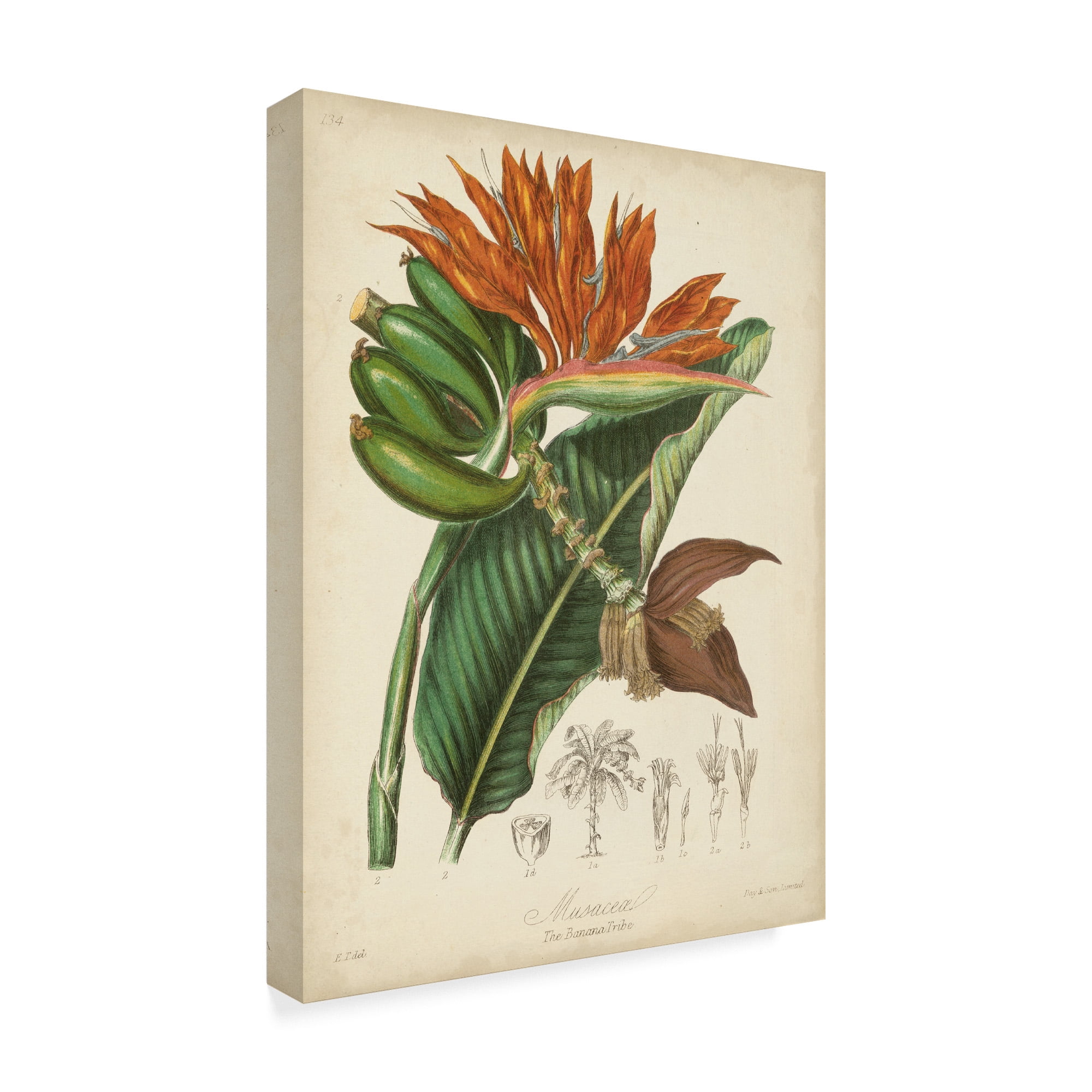 Trademark Fine Art 'Twining Botanicals III' Canvas Art by Elizabeth Twining