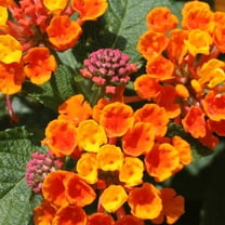 Orange Lantana Live Plant, Live Lantana for Outdoor Growing