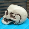 thumbnail image 6 of Nilvkv Halloween Skeletons Plastic Realistic Fake Simulation Human Skull Headbone Model Halloween Prop Realistic Mini Skeleton Spooky Halloween Decoration, 6 of 6