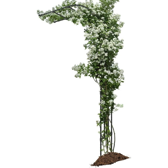 Half Sided Arch Against The Wall Garden Arch Trellis - Garden Arch Arbor Trellis for Climbing Plants Outdoor - Garden Arch Trellis Arbor for Home Yard and Garden（Black）