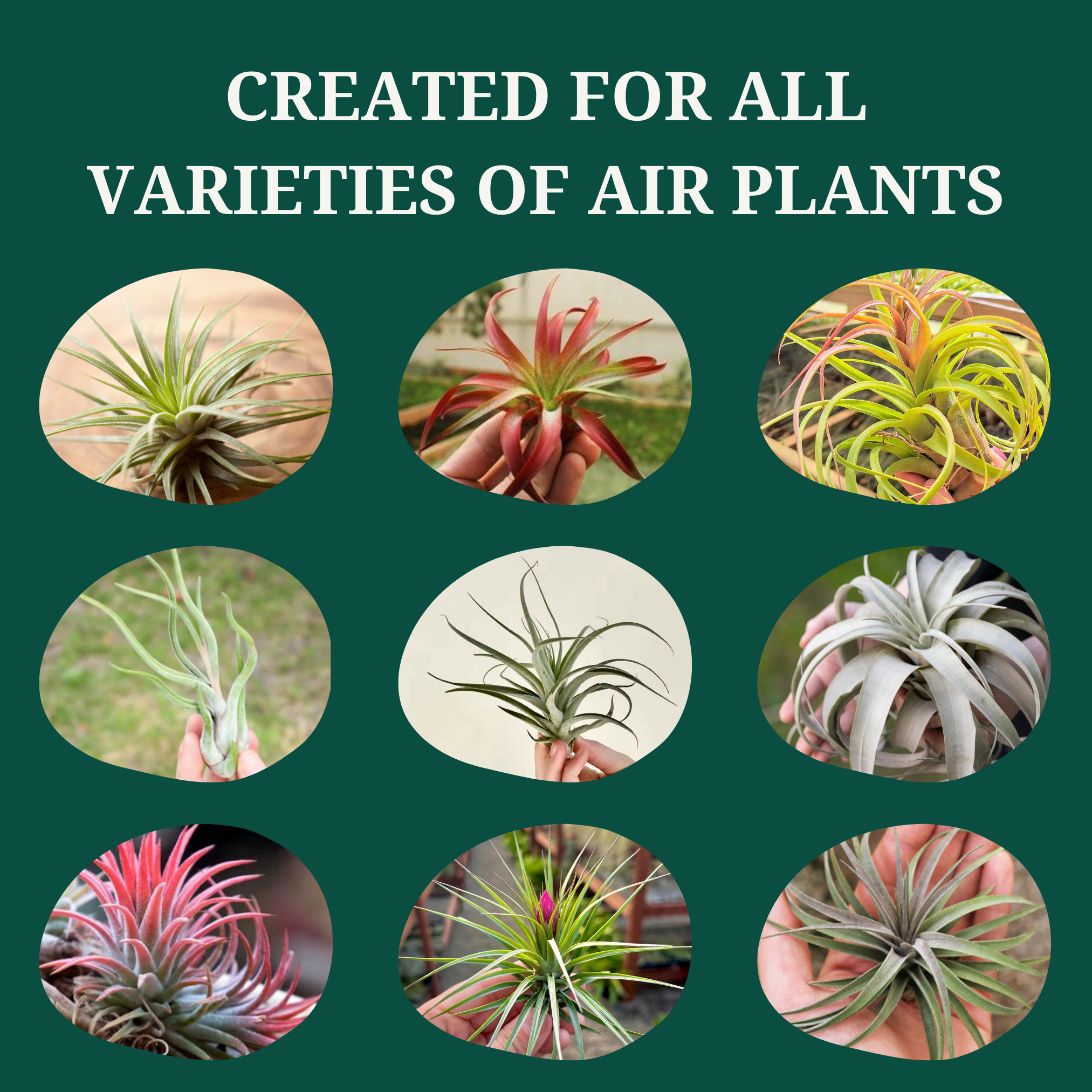 Cute Farms Tillandsia Air Plant Fertilizer - Weekly Use (Three - 8 oz. Spray Bottle)