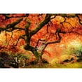 thumbnail image 3 of Delimont, Danita 18x13 Black Modern Framed Museum Art Print Titled - Autumn Symphony, 3 of 5