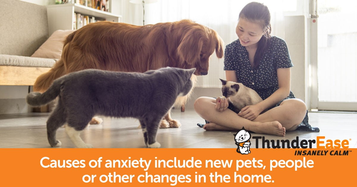 thunderease cats