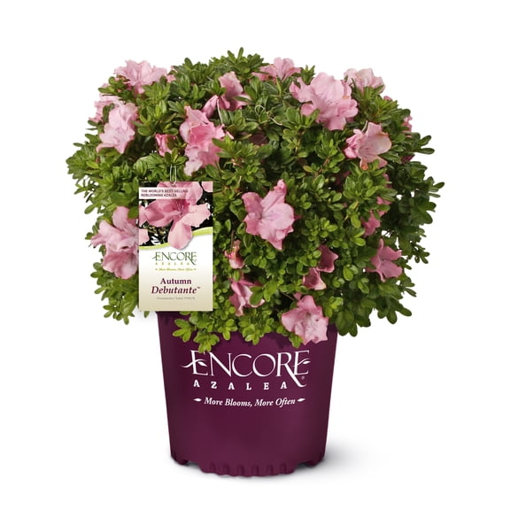 Encore Azalea Autumn Debutante Live Shrubs