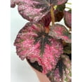 thumbnail image 4 of BubbleBlooms Harmony's Begonia Rex Assortment, Variegated Painted-Leaf Begonia, Set of 3 Plants in 4-inch Pots, 4 of 9