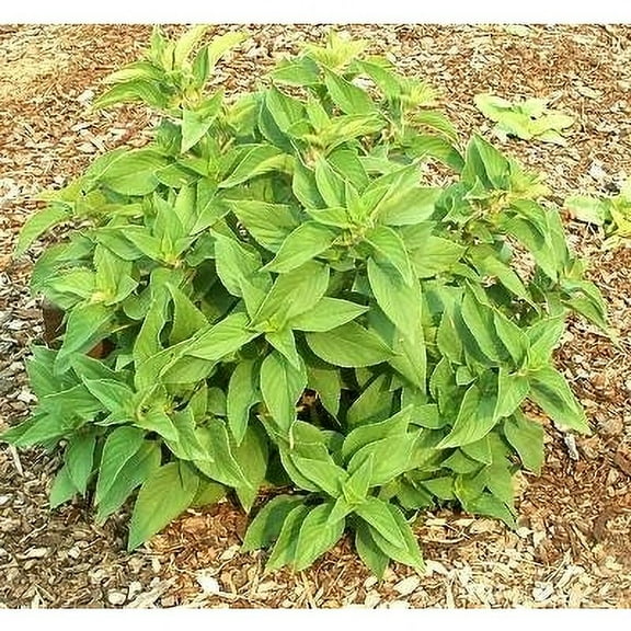 Clovers Garden Pineapple Sage Live Plants in 4" Pots (2 Count), Non-GMO