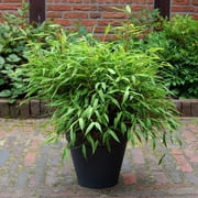 25 Dwarf Fountain Bamboo Seeds