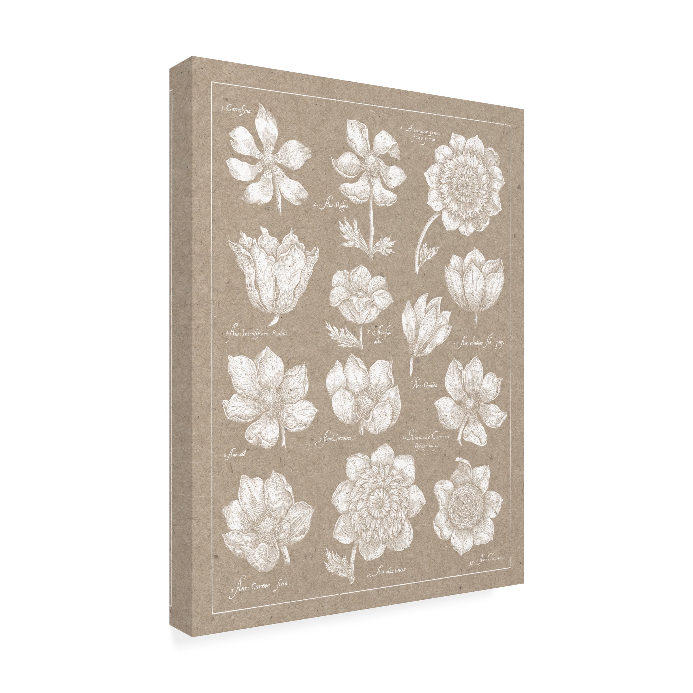 Wild Apple Portfolio 'Anemone Plate I' Canvas Art