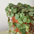 thumbnail image 2 of String of Hearts Variegated Live Plant for Indoor | Different Houseplants in 4'' & 6'' Pot | Real House Plant for Living Room, Office, Desk & Bathroom | Ceropegia woodii, 2 of 5