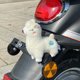thumbnail image 2 of Pequeño León coche eléctrico pequeños adornos accesorios de motocicleta lindo colgante casco de motocicleta estatuilla Universal 6,5*7*12,5 cm, 2 of 5