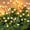 Warm White 16 LED, variant on Solar Firefly Lights 20 LED Swaying Outdoor Waterproof Decorative Lights for Yard Patio Pathway Lawn Decorations 2 Pack