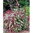 thumbnail image 1 of 250 BURGUNDY AMARANTHUS Hypochondriacus Amaranth Grain Vegetable Flower Seeds, 1 of 5