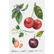 Zara Cherry Smoothie Perfume for Women EDP Eau De Parfum 30 ML (1.0 FL. OZ)