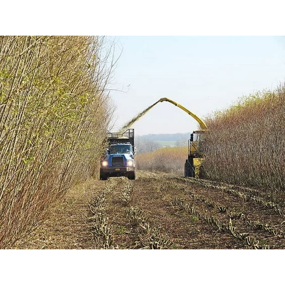 Grow Willow for Biofuel, Biomass - Fresh Cuttings to Plant - Easy and Very Fast Growing Hybrid Willow (200 Cuttings)
