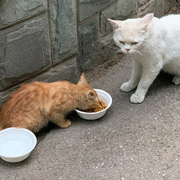 Outdoor cat food clearance bowl