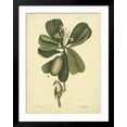 thumbnail image 2 of Art.com Catesby Bird & Botanical III Art Print by Mark Catesby, Black Frame Wall Art, 32" x 40", 2 of 5