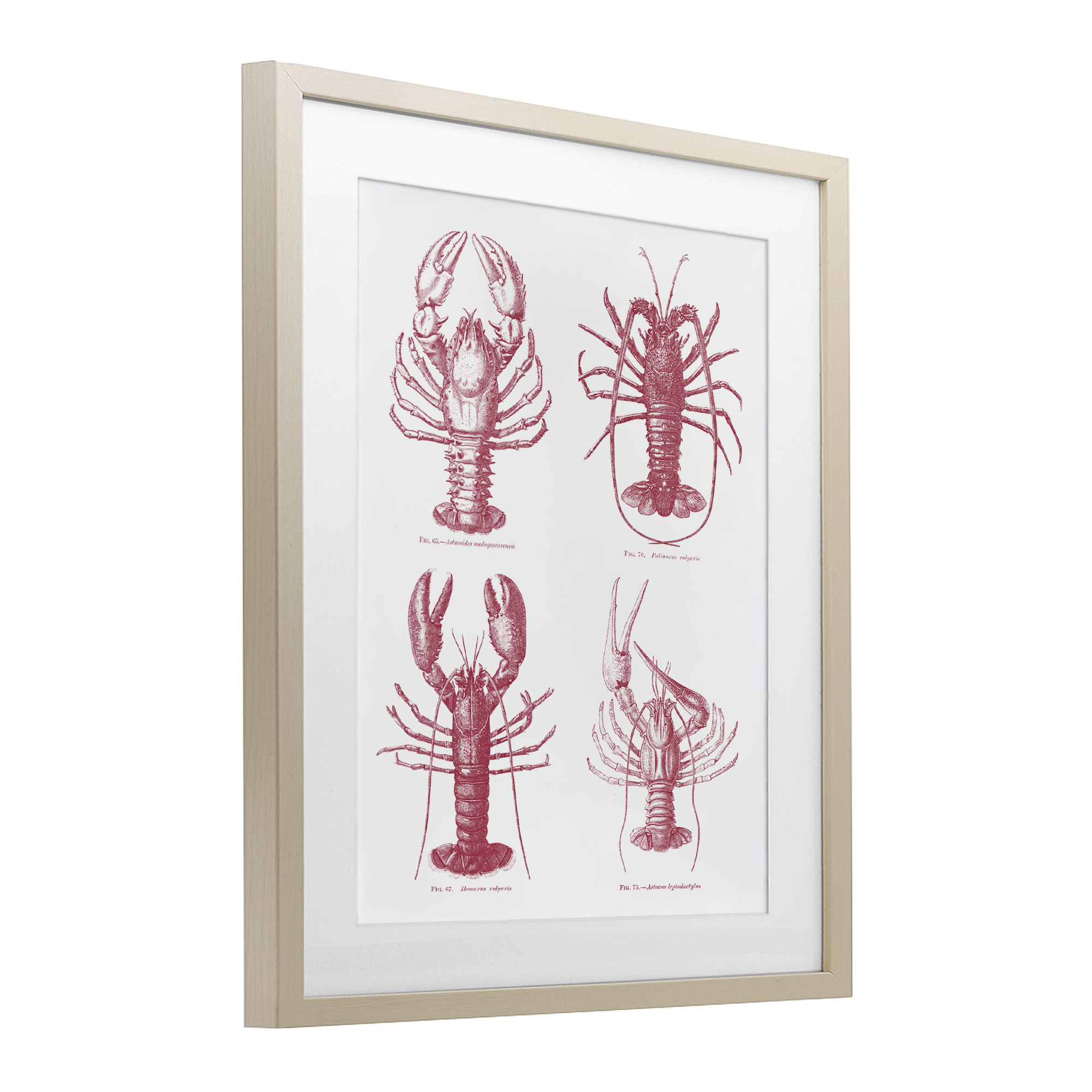 Timeless Lobsters Species Birch Framed Print Under Glass, design by Lettered and Lined