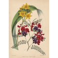 thumbnail image 2 of Purple-And-Crimson-Flowered Swainsona Osborniia Poster Print By ® Florilegius Mary Evans (24 X 36), 2 of 4