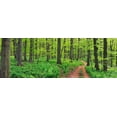 thumbnail image 2 of Krahmer, Frank 32x14 White Modern Wood Framed Museum Art Print Titled - Beech forest, Germany, 2 of 4