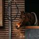 thumbnail image 2 of Cabestro de cuerda de nailon para caballos, cómodo diseño antimordida, brida de entrenamiento, brida sin bocado para entrenamiento y equitación, 2 of 8