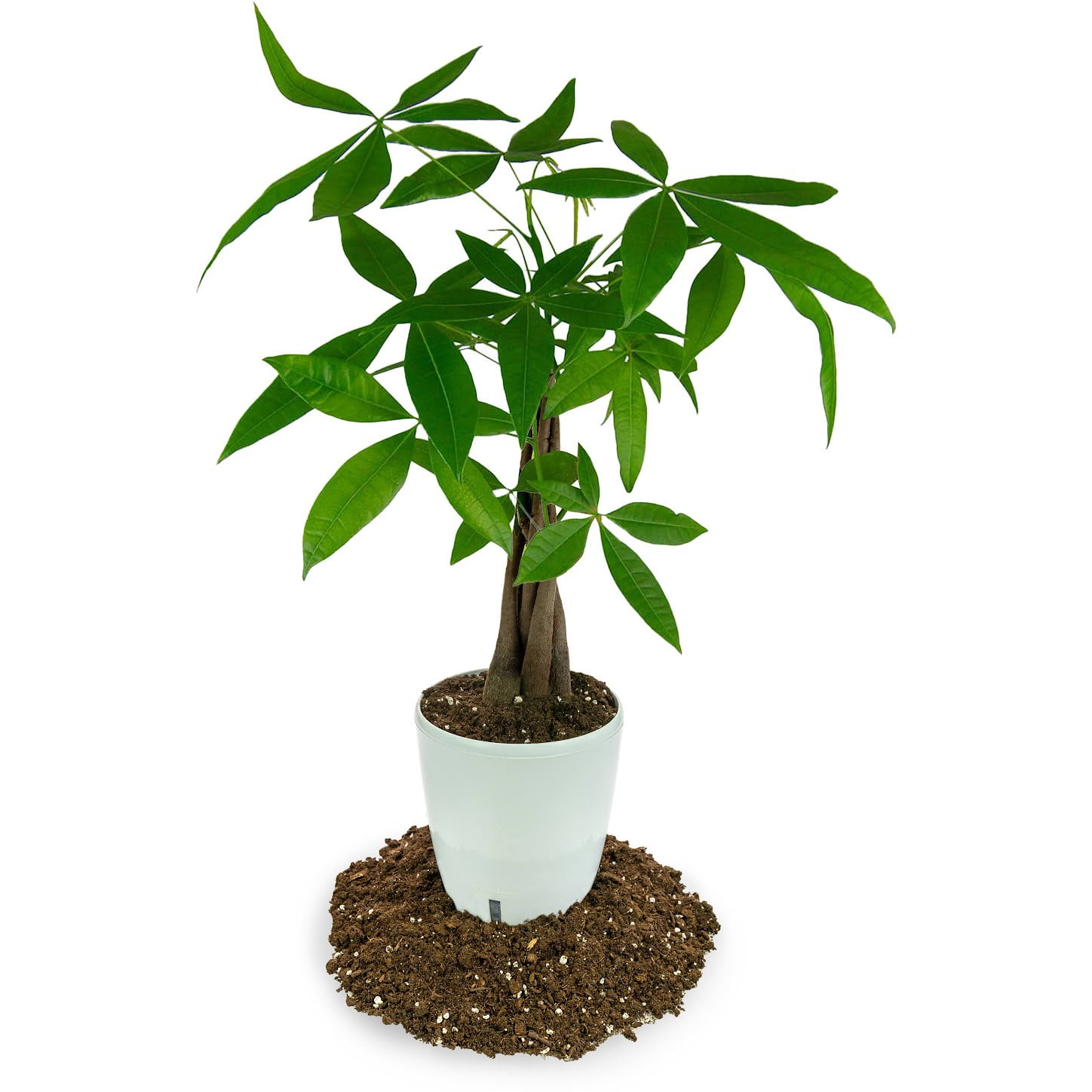⭐ PREMIUM Money Tree Potting Soil, Soil Mix for Planting or Repotting Guiana Chestnut, Soil Blended to Properly Grow Money Tree Plants - (5 Quart Bag)