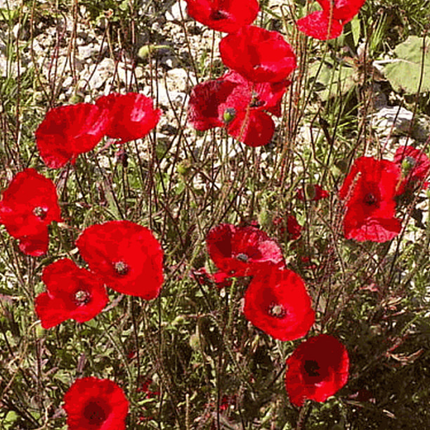 Everwilde Farms 1 Lb Red Poppy Garden Flower Seeds Gold Vault Bulk Seed Packet Walmart Com Walmart Com