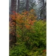 thumbnail image 2 of Haney, Chuck 13x18 Black Ornate Wood Framed with Double Matting Museum Art Print Titled - Vine Maple in autumn hues at Silver Falls State Park near Sublimity-Oregon-USA, 2 of 4