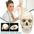 OPDBN Life Size Human Anatomical Anatomy Resin Head Bone Model Skull