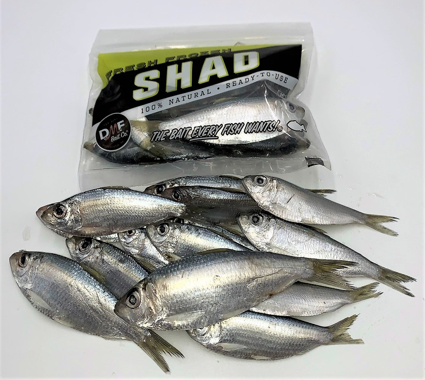frozen shad for sale near me