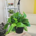 thumbnail image 2 of Expert Gardener Golden Pothos Basket, Easy Care Houseplant, 6 in Hanger Basket, Indirect to Full Sun, 2 of 11