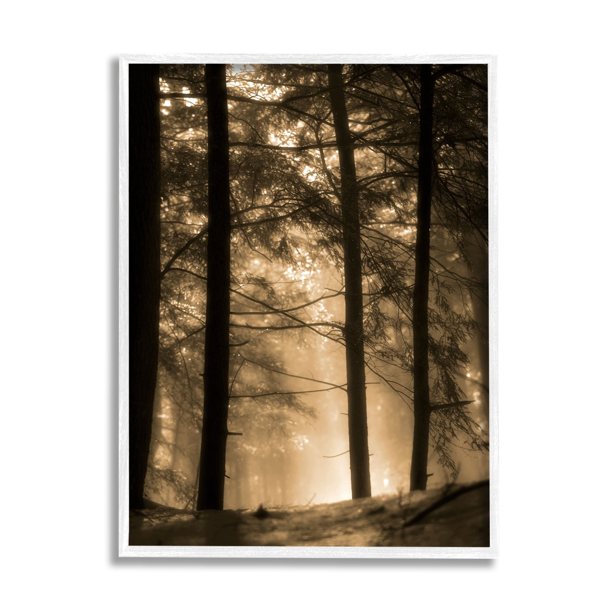 Stupell Industries Light Through Forest Tree Top Foggy Woodland Photography, 11 x 14,Design by Daniel Sproul