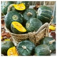 thumbnail image 3 of Everwilde Farms - 1/4 lb Burgess Buttercup Winter Squash Seeds - Gold Vault Bulk Seed Packet, 3 of 3