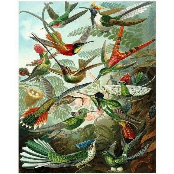Hummingbirds - Ernst Haeckel - Paint by Number Kit - 16"x20" (40x50cm) - DIY Acrylic Painting Home Decor