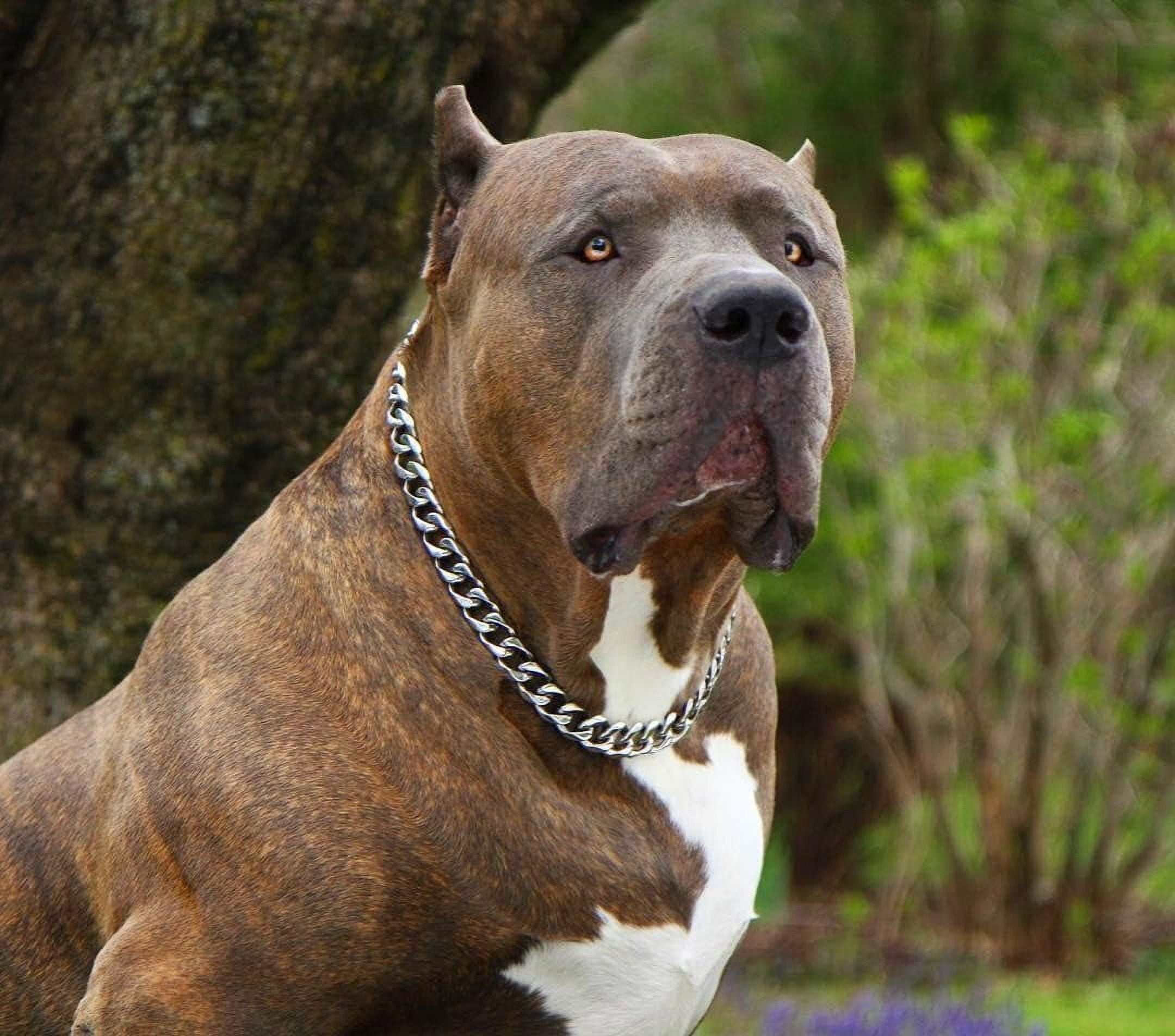 Heavy Duty Cuban Chain Dog Collar for Large Dogs - 20mm XL Extra Wide,Silver